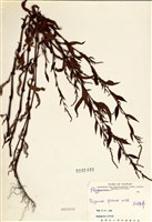 藏品(紅辣蓼)的圖片